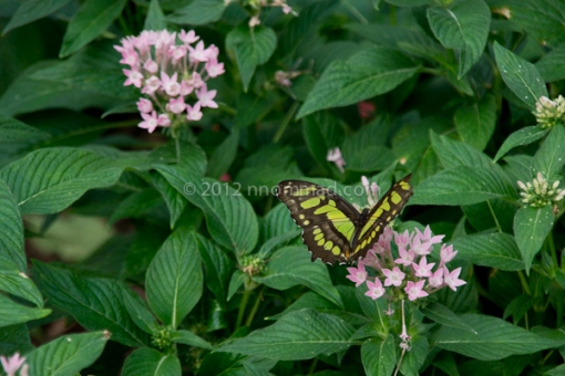 Green & black butterfly